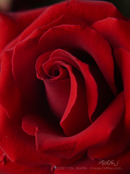Rouge (red rose)