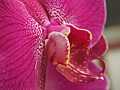 Phalaenopsis Orchid 蝴蝶蘭