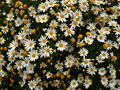 Little White, Little Bright: White Garden Flowers