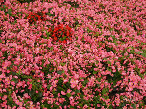 Pink Garden Flowers