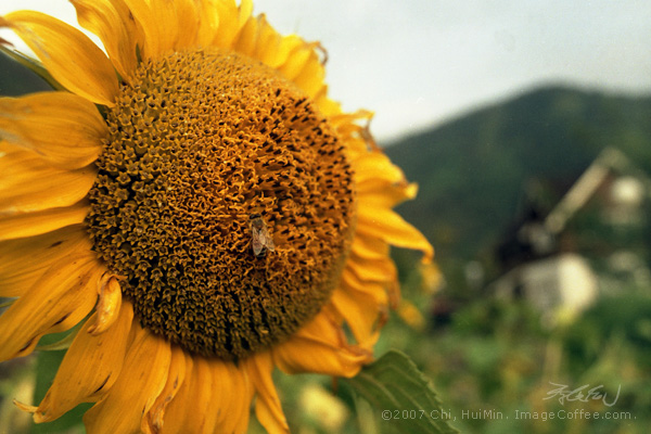 
Sunflower and a Bee