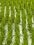 Green rice paddy