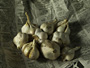 Garlic Bulbs On Newspaper