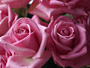 2 Pink Roses