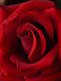 Rouge (red rose)