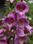 Violet Flower 
