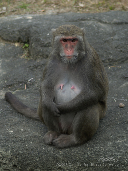 Taiwan Monkey 台灣獼猴