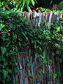Bamboo Wall 竹籬笆