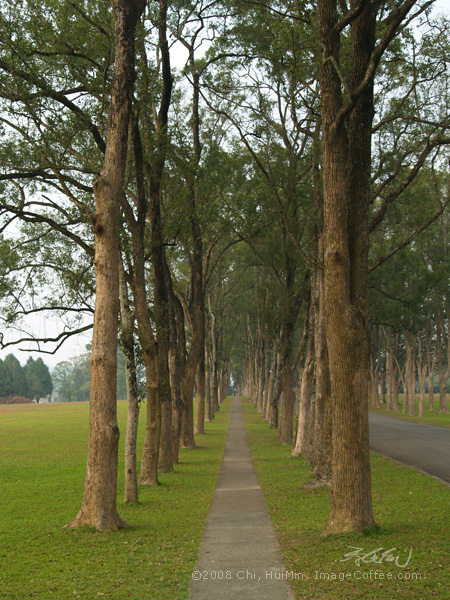 Tree path 三育基督書院