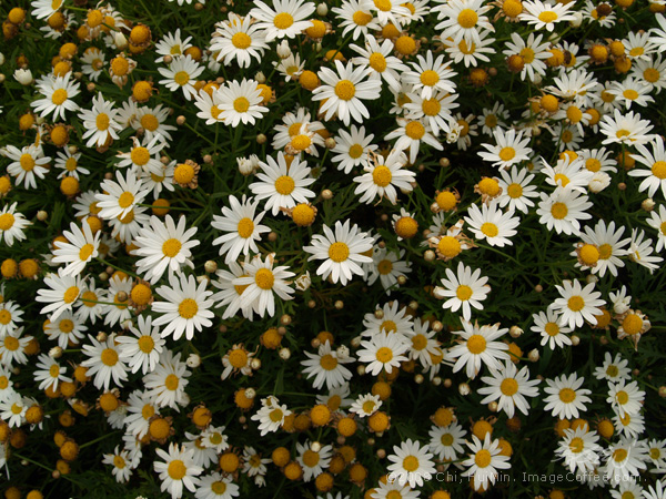 Little White, Little Bright: White Garden Flowers