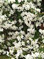 White Azalea, white rhododendron