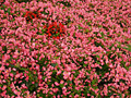 Pink Garden Flowers