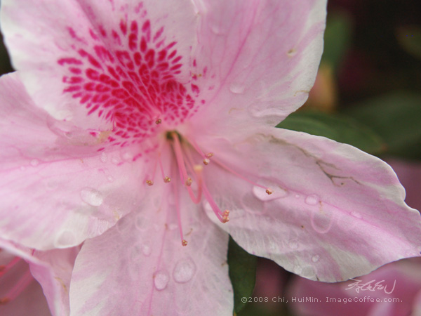 Pinkster Flower, Pink Azalea. 台北粉杜鵑