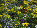 Colorful Garden Flowers