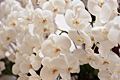 Orchids Blanc