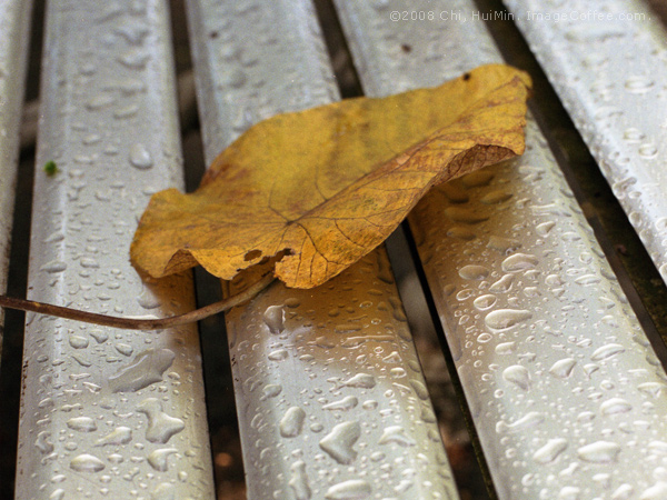 Leaf Today (@ Taipei) 今日落葉(台北)