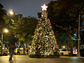 Christmas Tree Tonight 今夜聖誕樹
