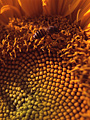 Sunflower and Bee 蜜蜂向日葵
