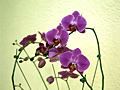 Orchid 蝴蝶蘭 