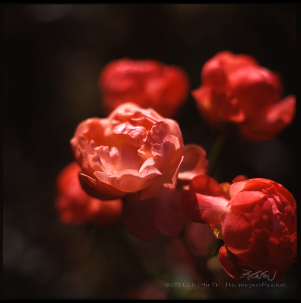 China Rose (Rosa Chinensis) 月季