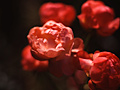 China Rose (Rosa Chinensis) 月季