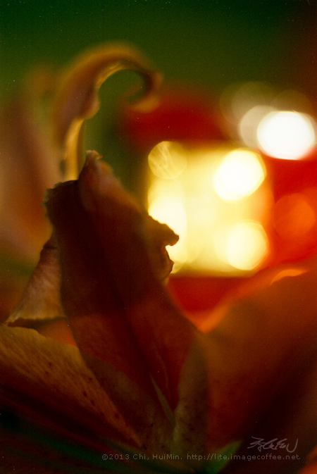 Fleur - Lily