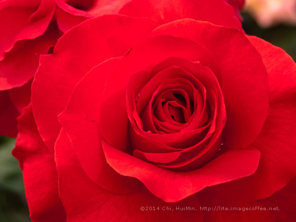 The Rose (for Royality Free and download)