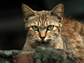 Cat in Wild (for Royality Free and download) 