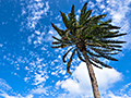 palm trees in the blue sunny sky 藍天棕梠樹下